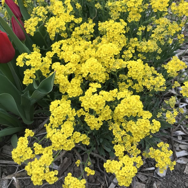 Basket-Of-Gold Sweet Alyssum Perennial Seed Fragrant Yellow Blooms