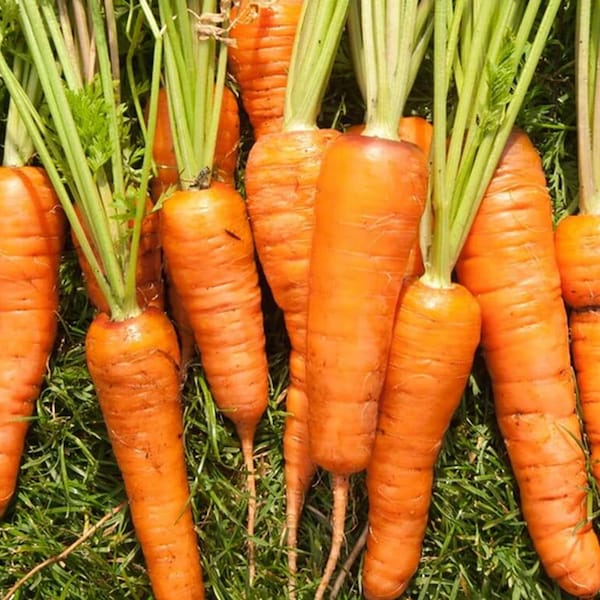 Garden-grown Carrots are full of flavor and texture -Royal Chantenay Seeds