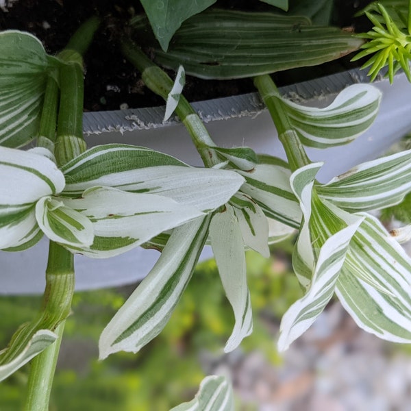 Giant White Inch Plant -Variegated Quicksilver Spiderwort-Rare Wandering Jew House Plant