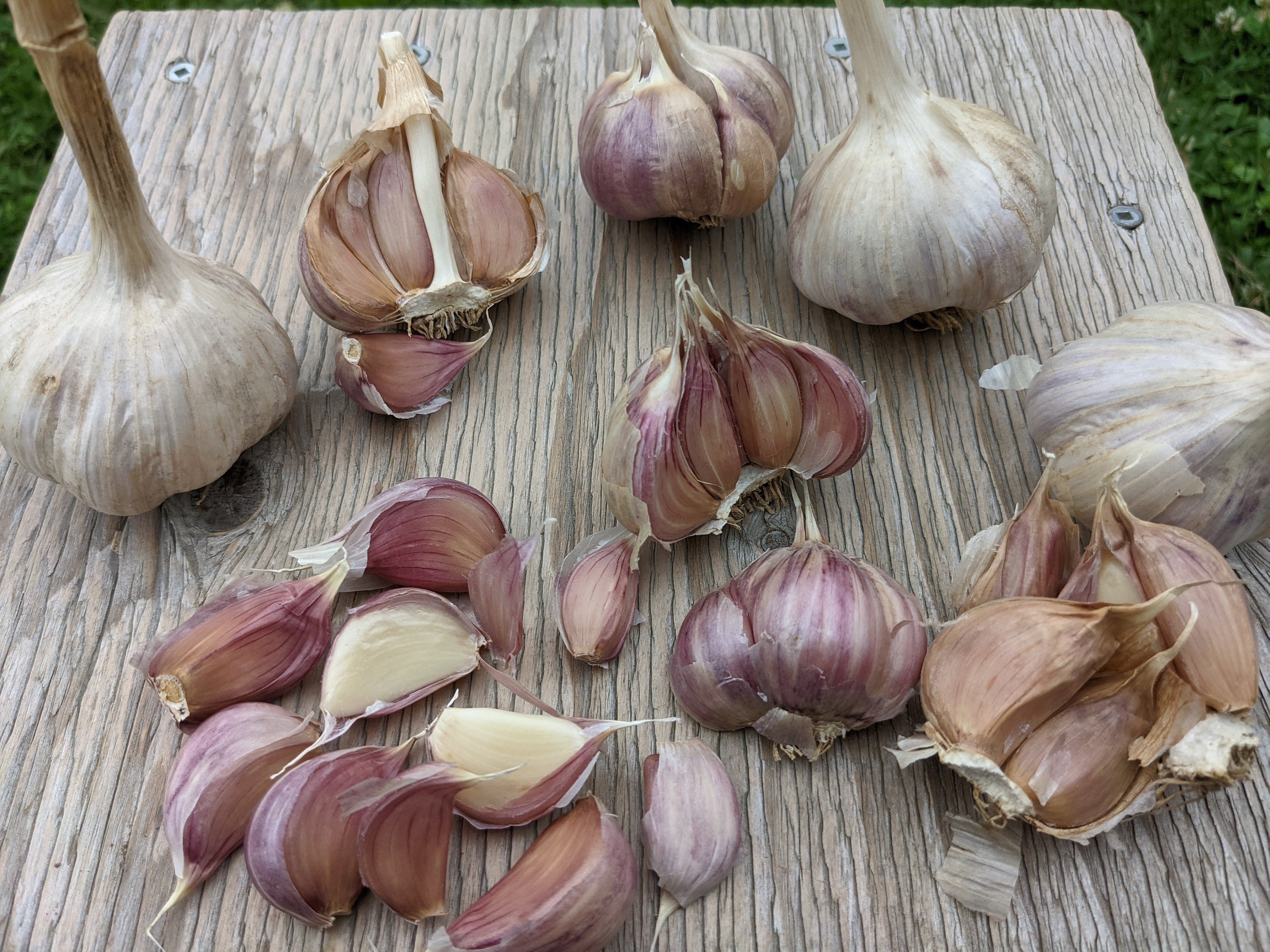Purple Glazer Garlic Bulbs for Growing Rare Unique glazed Etsy Sweden