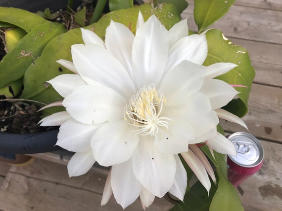 Night-blooming Cereus, After five years of waiting, the nig…