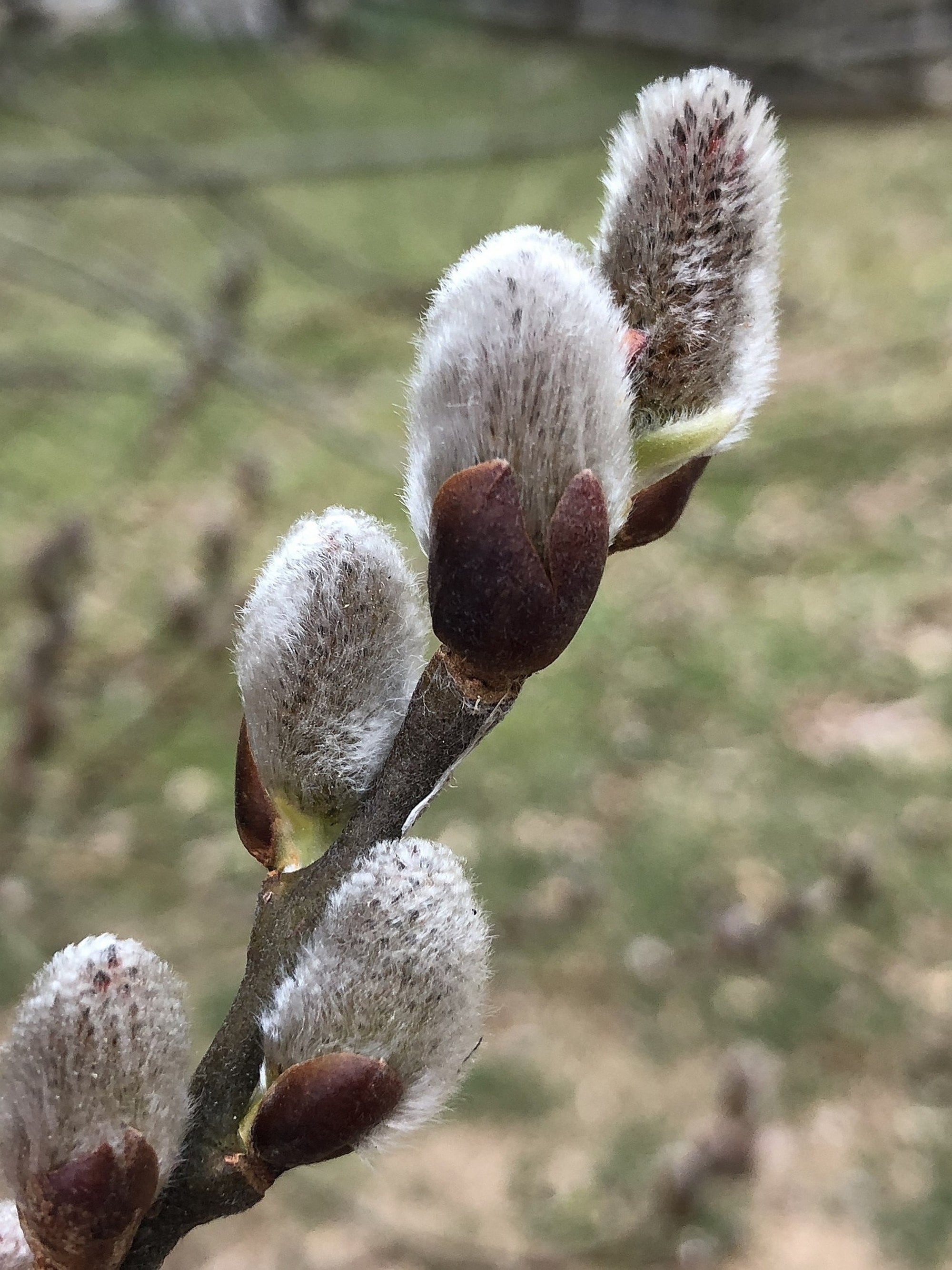 Saules-Salix : les plus belles variétés - Promesse de Fleurs