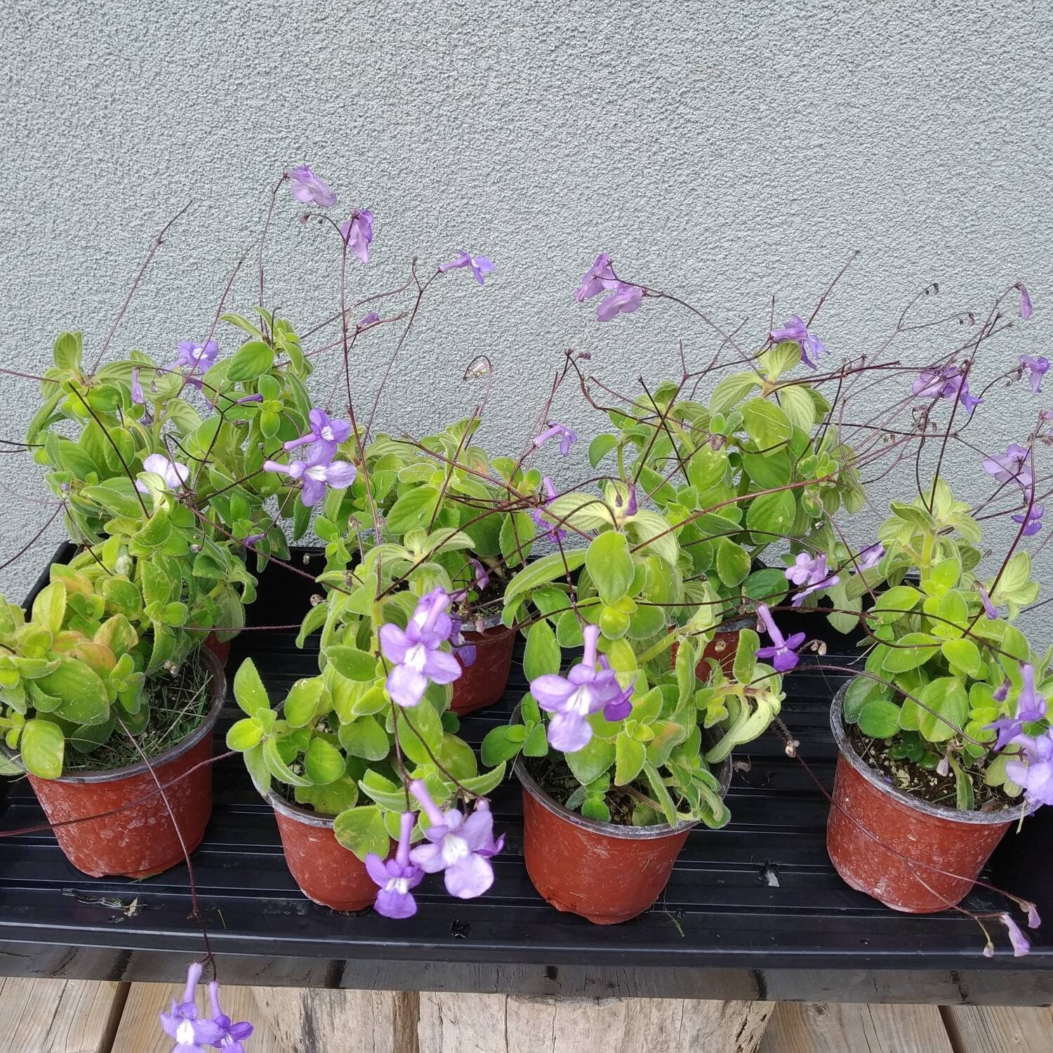 Streptocarpella Plants the Houseplant That Flowers All Year Etsy Canada