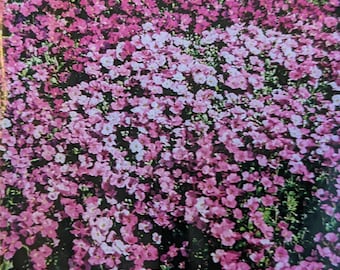 Aubretia Samen Großblumige mehrjährige Mischung - Perfekt für Steingarten und Alpengärten