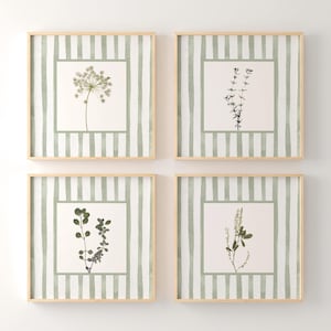 Può includere: Quattro stampe botaniche incorniciate. Ogni stampa presenta un diverso esemplare di pianta essiccata su sfondo crema, all'interno di un bordo a righe verde salvia. Le cornici sono di colore legno chiaro, creando un set coeso.