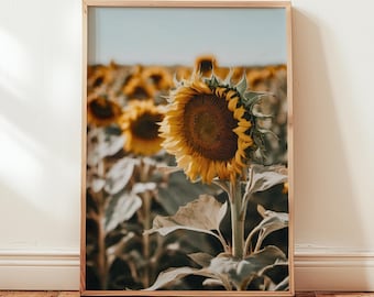 Sunflower Field Flower Photography Print: Rustic Fall Wall Art