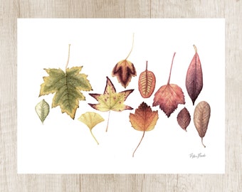 Autumn colorful leaves. Wall art print. Minimalist leaf watercolor painting. Nature lovers gift. Rainbow leaf identification of fall season.