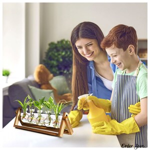 Glasseam Set of 4 Cute Mushroom Glass Vases: Hydroponic Planters with ...