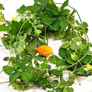 fèy asosi sèch / dry cerasee leave