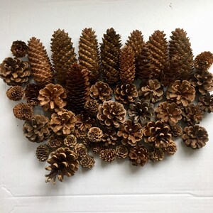 May include: A collection of brown pine cones of various sizes and shapes arranged on a white surface.