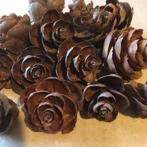 May include: A collection of brown pine cones arranged to resemble roses. The cones are all closed and have a natural, rustic look.