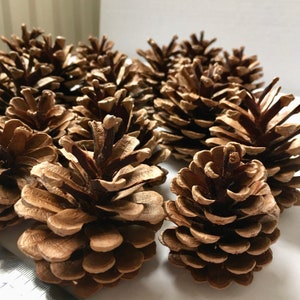 May include: A collection of brown pine cones, some with a slightly golden hue, arranged on a white surface. The cones are various sizes and shapes, with some open and others closed.