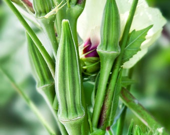 Heirloom Clemson Okra Seeds, Easy to Grow, Vegetable Garden Seeds, Okra Clemson Spineless, Disease Resistant Okra, Texas Heat Okra