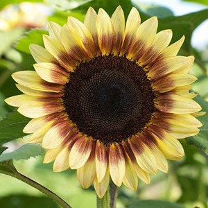 sunflower☆ Sunflower, Lemon Cutie™ Hybrid, Helianthus: J.W. Jung Seed