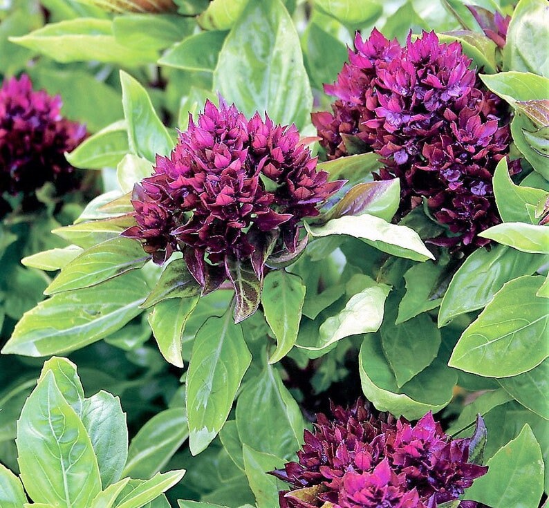 Cardinal Basil Seeds Basil Bushy Basil Seed Herb Seed Etsy