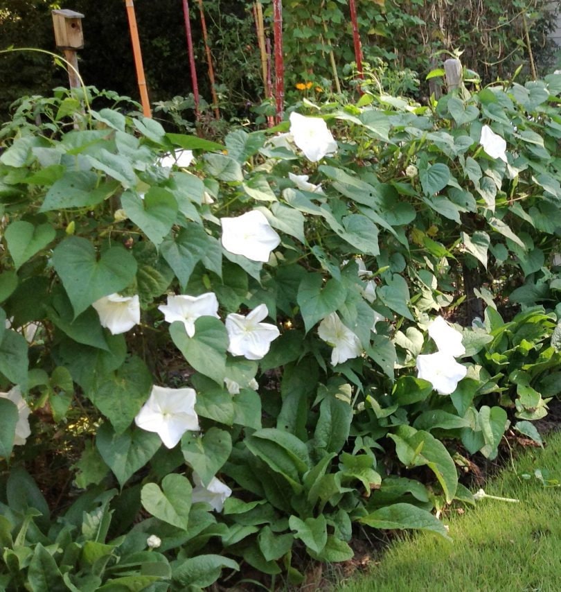MOON FLOWER SEEDS easy to grow Fragrant White Flowers Etsy