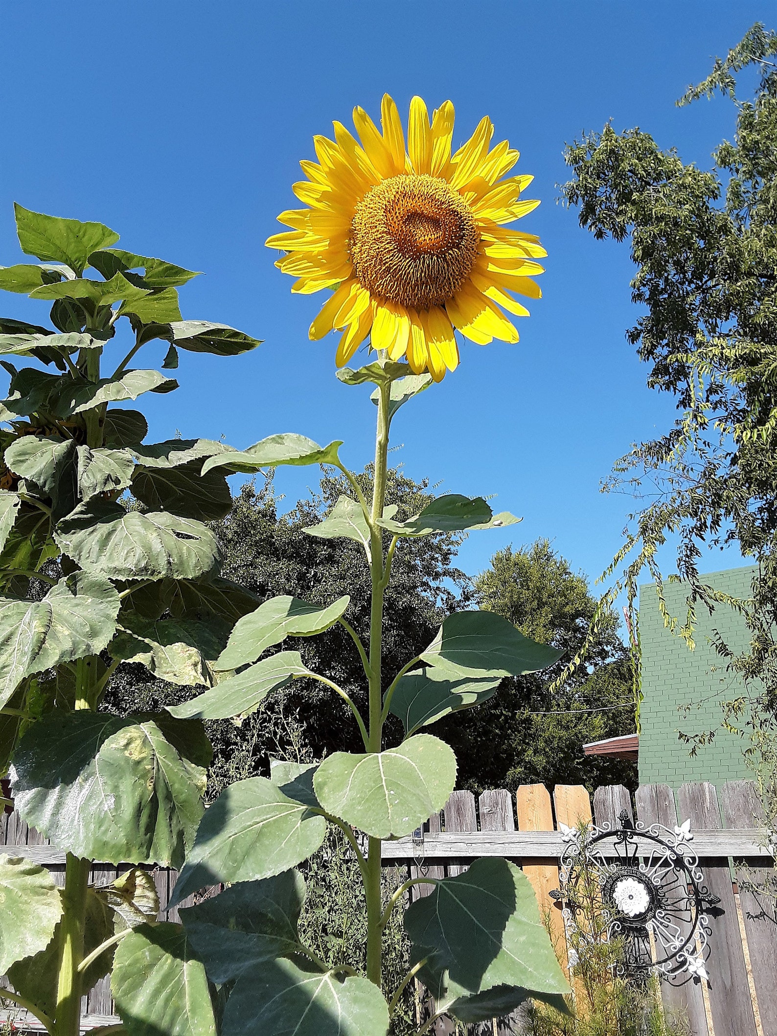 Mammoth Sunflower Seeds Easy to Grow Sunflower Giant Etsy