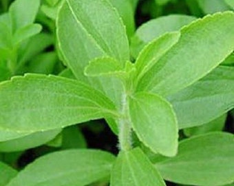 Stevia Sweetleaf Seeds, Sweet Herb Plant, Stevia Rebaudiana, Stevia Herb, Culinary Sweetener, Herb Gardening, Perennial Herb, Natural
