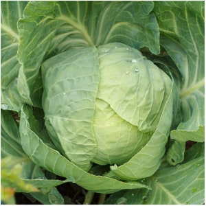 Early Round Dutch Cabbage Seeds, Dutch Cabbage, Easy to Grow Vegetable, Good Tasting Cabbage, Vegetable Gardening, Good Culinary Cabbage