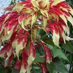 Amaranthus Tricolor Perfecta Seeds, Yellow and Red Tricolor Plant, Summer Poinsettia, Border Plant, Mass Planting, Beautiful Garden Plant image 2