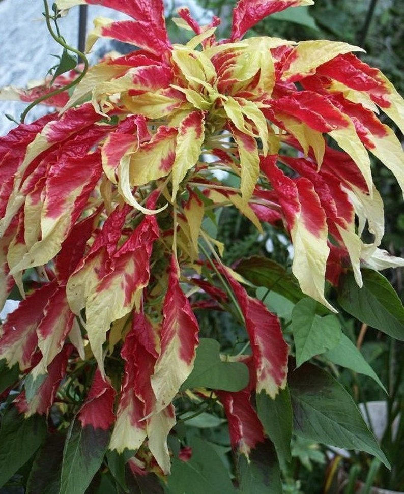 Amaranthus Tricolor Perfecta Seeds, Yellow and Red Tricolor Plant, Summer Poinsettia, Border Plant, Mass Planting, Beautiful Garden Plant image 2