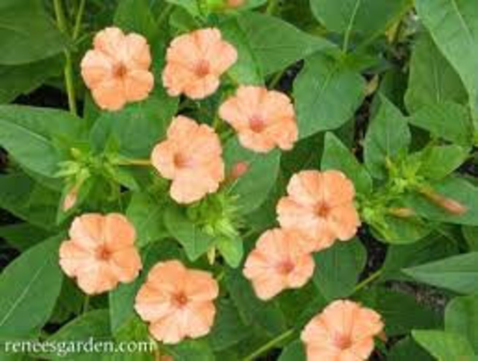 Four O' Clock Mix Color Flower Seeds Fragrant Peach and Etsy