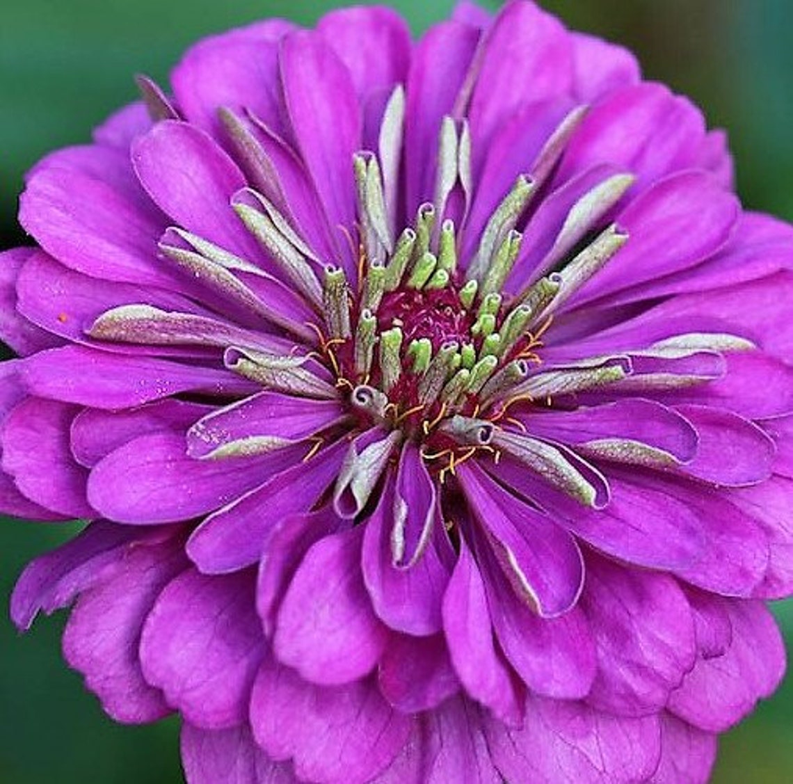 ZINNIA SEEDS Easy to Grow Purple Flower Seeds Purple Zinnia Etsy