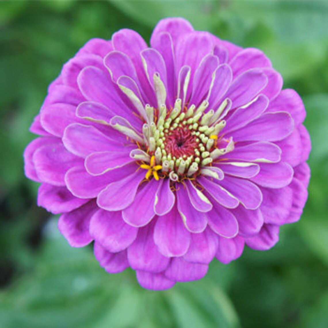 ZINNIA SEEDS Easy to Grow Purple Flower Seeds Purple Zinnia Etsy
