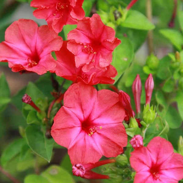 Red Four O Clock Flower Seeds, Red 4 O' Clock, Beautiful Red Trumpet Shaped Flowers, Tall Bushy Plant, Drought Resistant, Hummingbird Loves