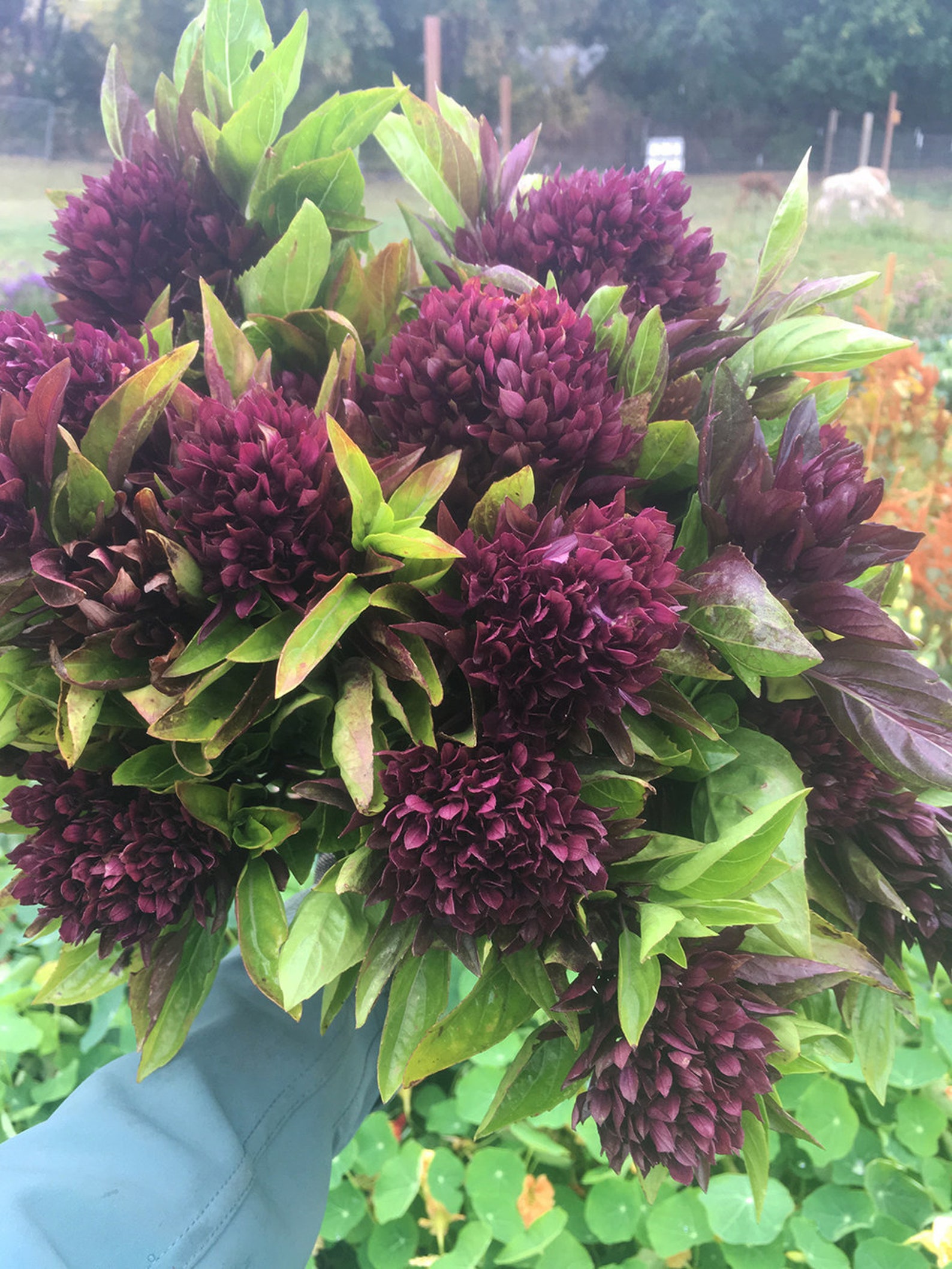 Cardinal Basil Seeds Basil Bushy Basil Seed Herb Seed Etsy