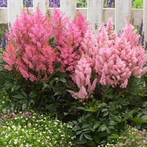 Astilbe Arendsii Bunter Mixed Color Seeds, Part Shade Perennial, Colorful Addition to Gardens, Used in Bridal Bouquets, Flower Arrangements image 5
