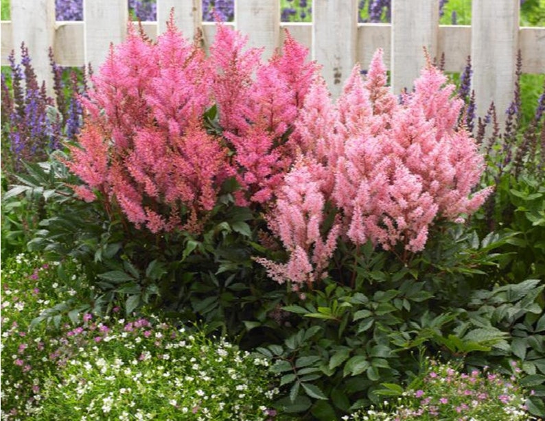 Astilbe Arendsii Bunter Mixed Color Seeds, Part Shade Perennial, Colorful Addition to Gardens, Used in Bridal Bouquets, Flower Arrangements image 5