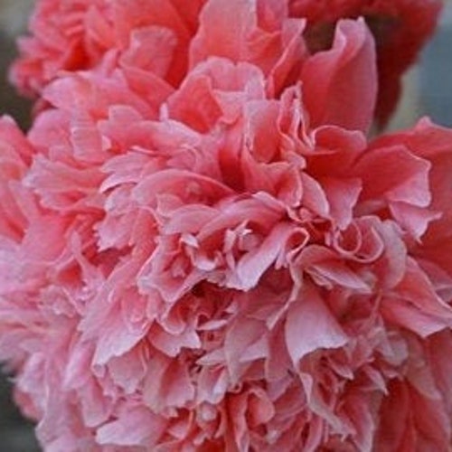 Peony Poppy Seeds Salmon Color Peony Tall Showy Plants Etsy