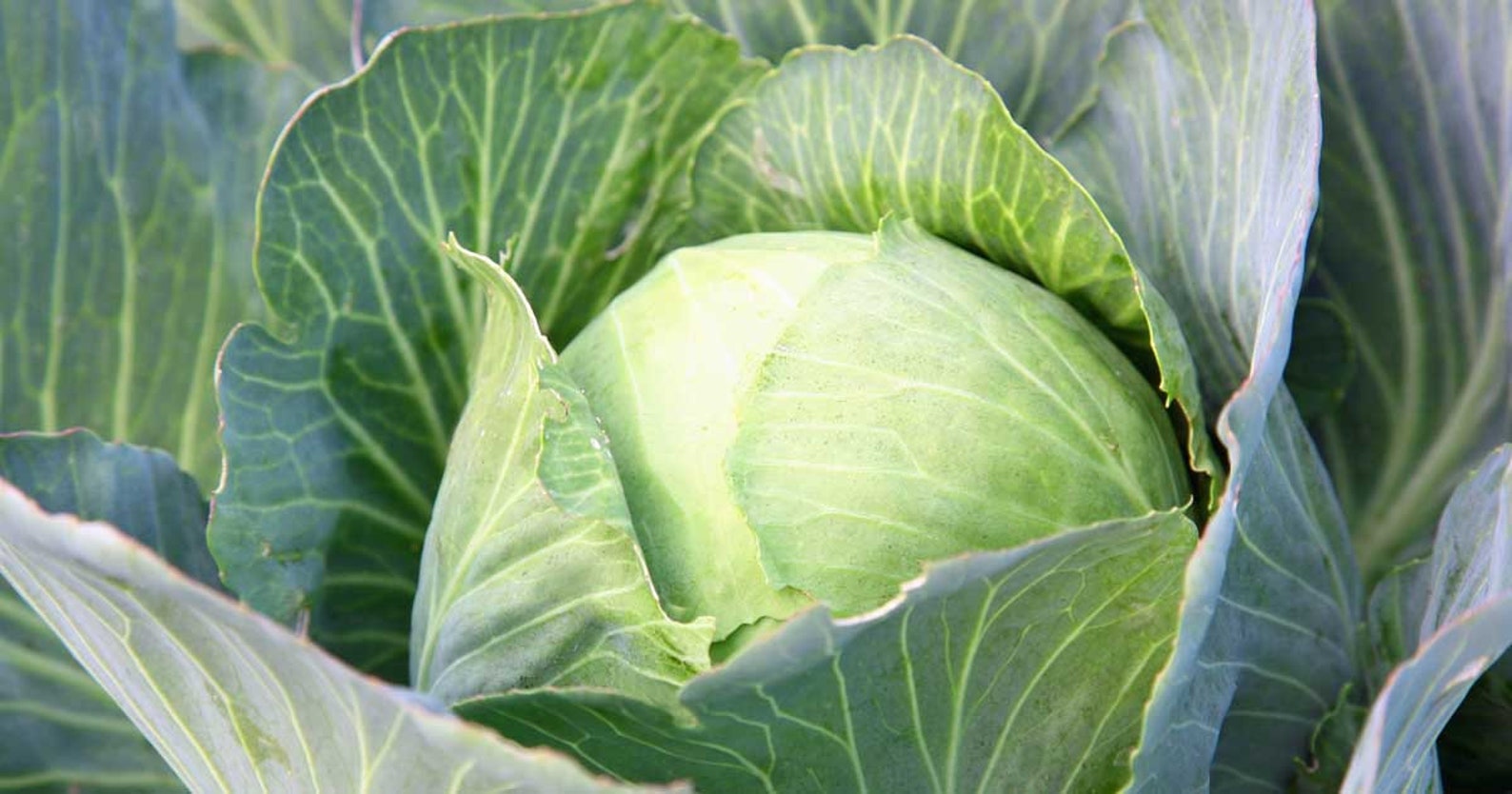 Early Round Dutch Cabbage Seeds Dutch Cabbage Easy to Grow Etsy