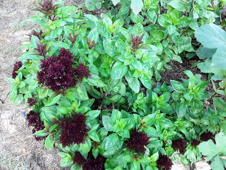 Cardinal Basil Seeds Basil Bushy Basil Seed Herb Seed Etsy