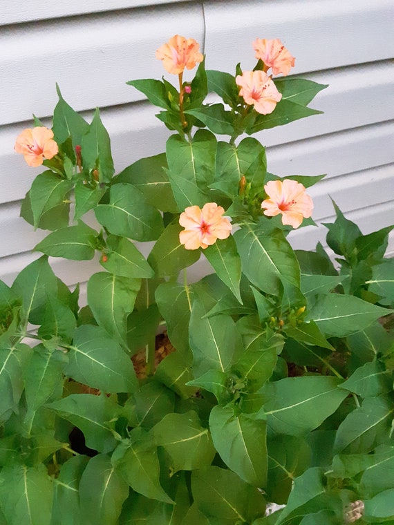 Four O Clock Mixed Color Flower Seeds Fragrant Pink And Etsy