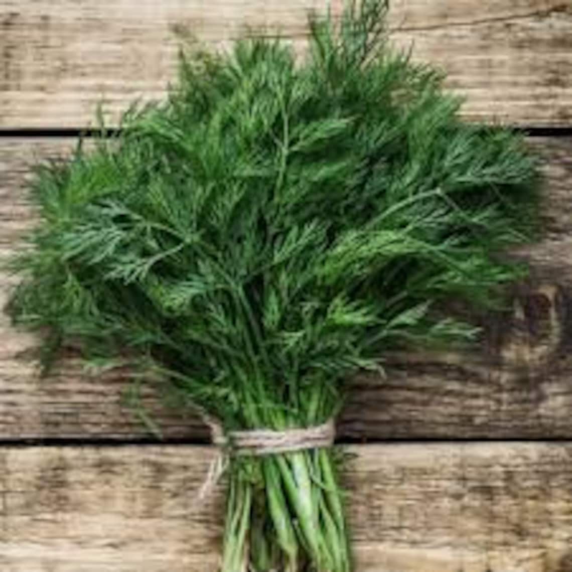 Bouquet Dill Seeds Easy to Grow Herb Tall Airy Fern Like Etsy