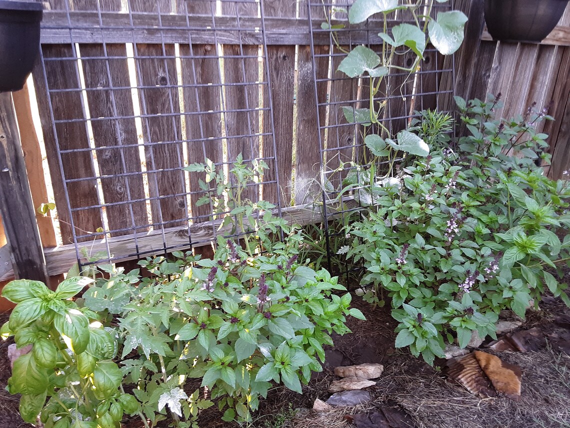 Cinnamon Basil Seeds Very Easy to Grow Great Companion Etsy