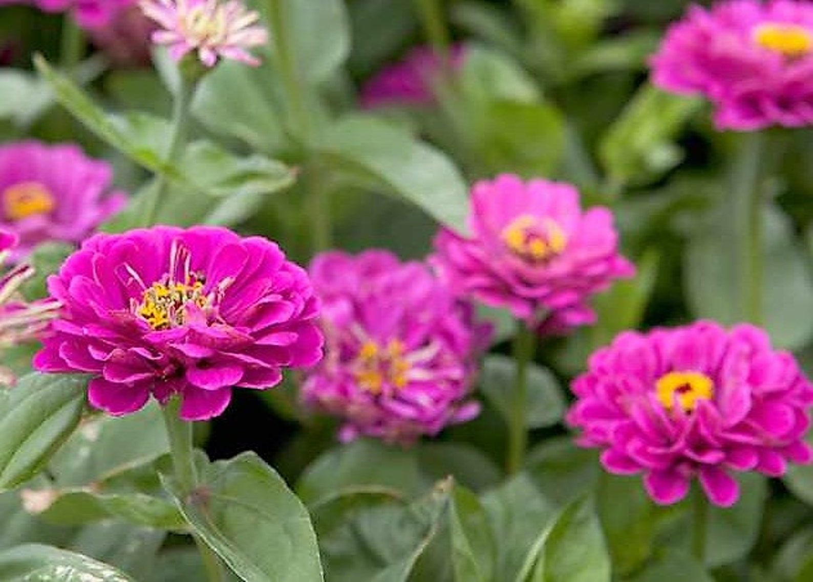 ZINNIA SEEDS Easy to Grow Purple Flower Seeds Purple Zinnia | Etsy