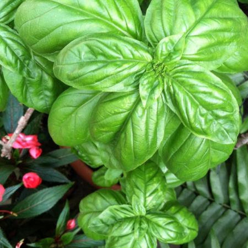 Genovese Basil Seeds so Easy to Grow Basil Herb Seed Etsy