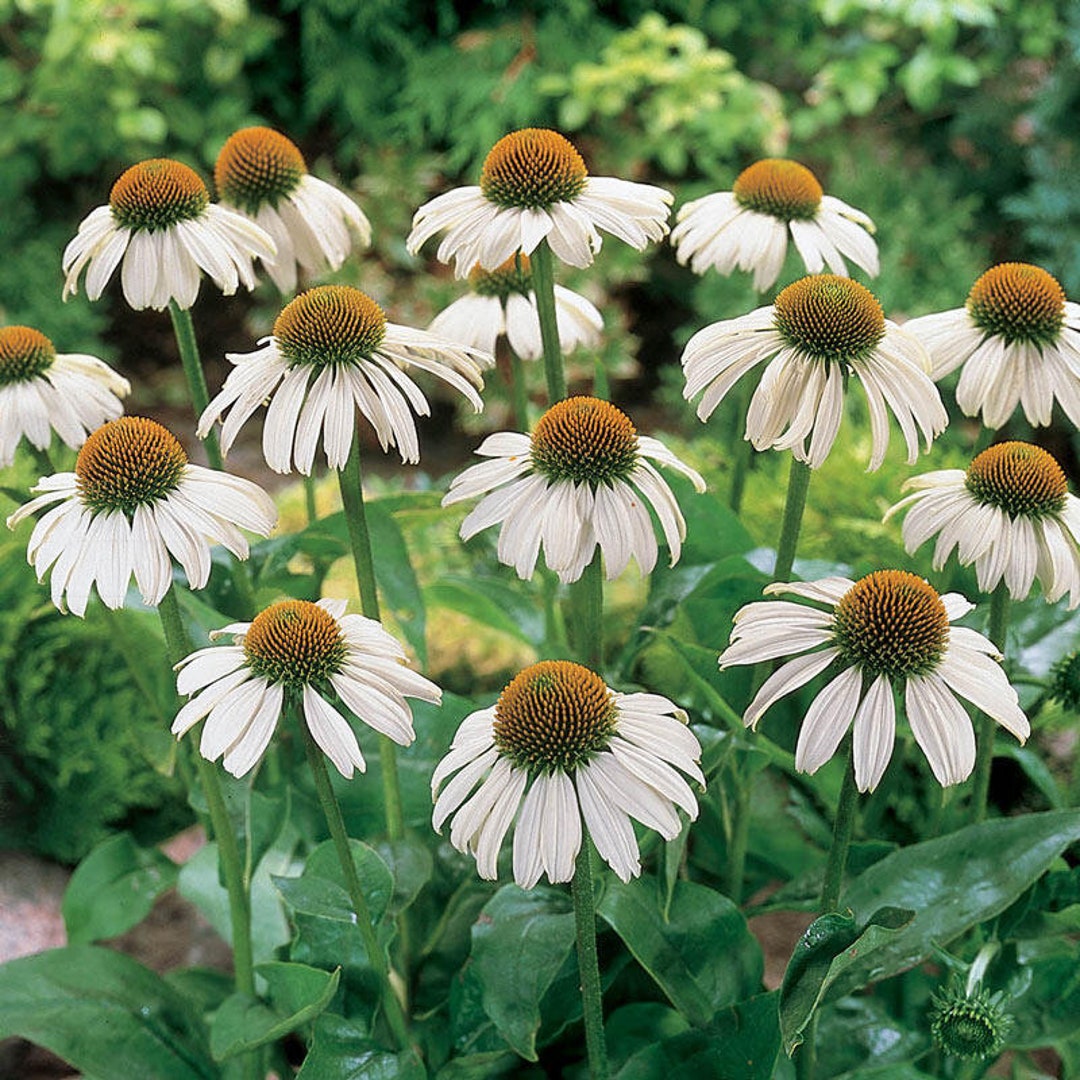 Image of Echinacea tall white perennial