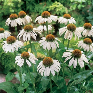 White Swan Coneflower Seeds, Echinacea Purpurea alba, Fragrant White Coneflower, Tall Bushy Flowers, Herb Gardening Seeds, Perennial image 1