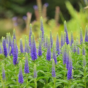 Veronica Spicata Seeds, or Spike Speedwell, Lovely Blue Blooms, Hardy Perennial Plant, Ground Cover or Container Plant, Blue Flower Spikes image 7