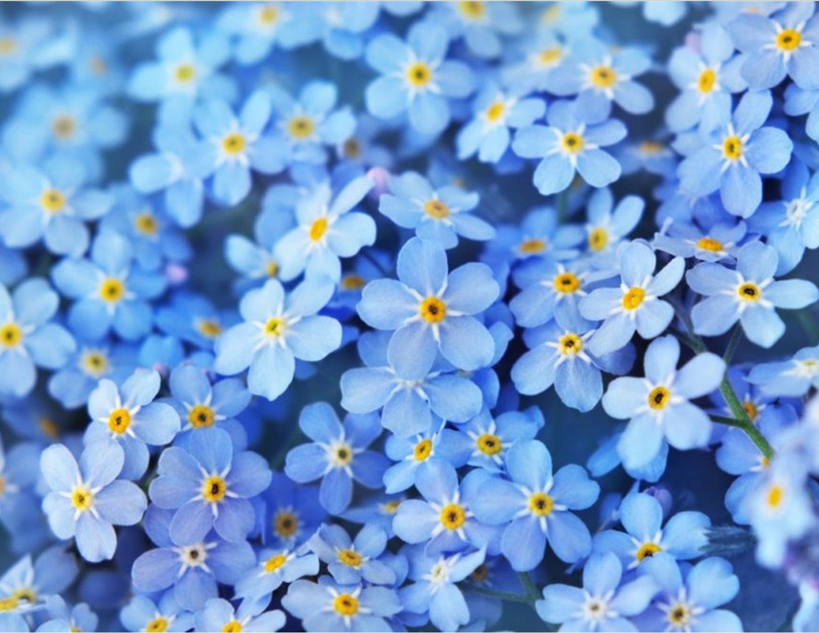 100 Blue Mini Forget me Not Seeds Hanging Basket or Border Flowers to Plant  Grow
