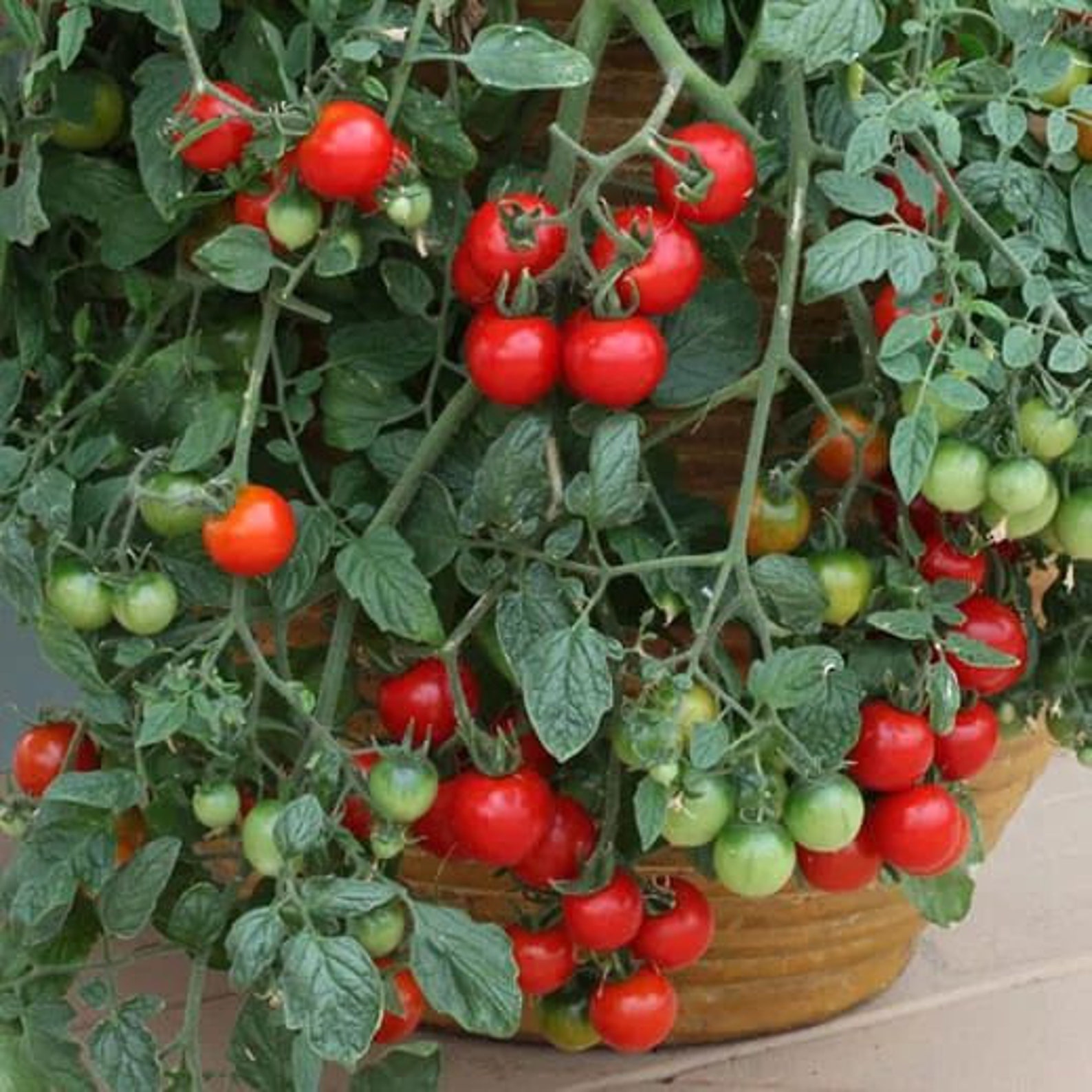 Isis Candy Cherry Tomato Seeds Fruity Flavor Easy to Grow Etsy