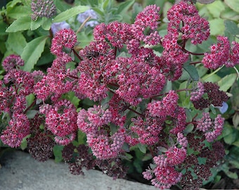 Sedum Emperors Wave Seeds, Perennial Carmine Red Sedum, Sedum Stonecrop, Beautiful Red Sedum, Rock Garden, In Ground or Containers