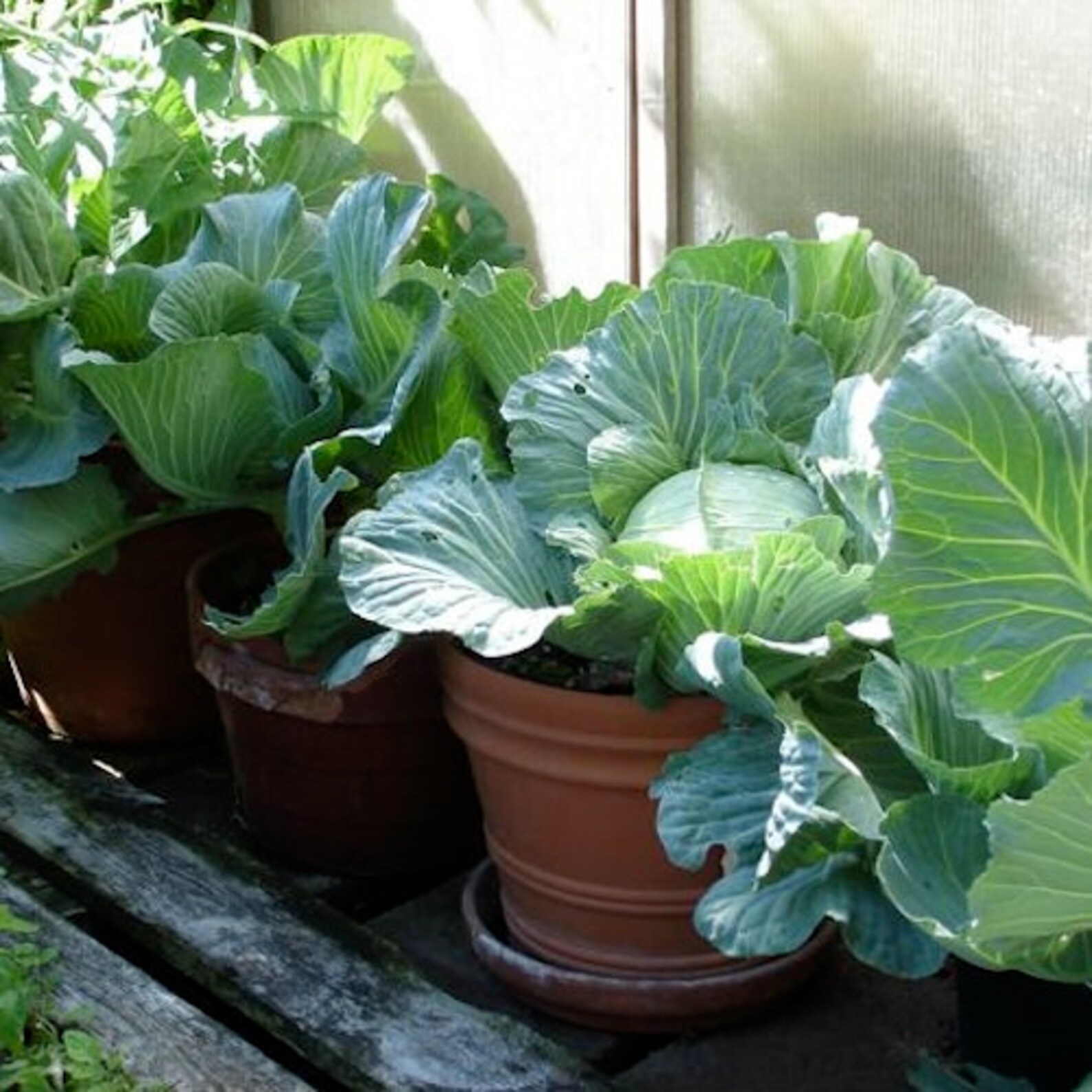 Early Round Dutch Cabbage Seeds Dutch Cabbage Easy to Grow Etsy