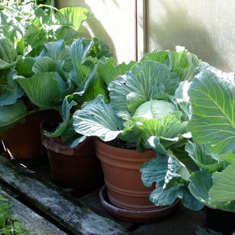 Early Round Dutch Cabbage Seeds Dutch Cabbage Easy to Grow Etsy