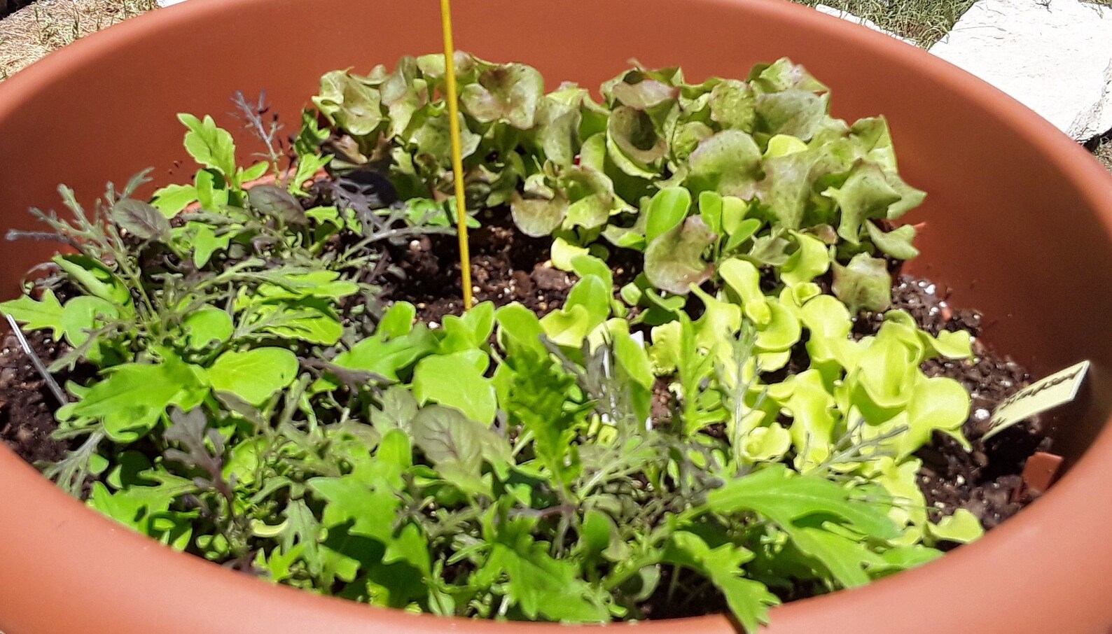 LETTUCE VARIETY Mix Seeds Super Easy to Grow Salad Seed Etsy