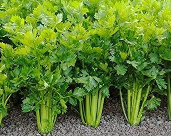Tendercrisp Celery Seeds, Very Tasty Celery, Vegetable Gardening, Culinary Vegetable, So Much Better Than Store Bought, High Yielding